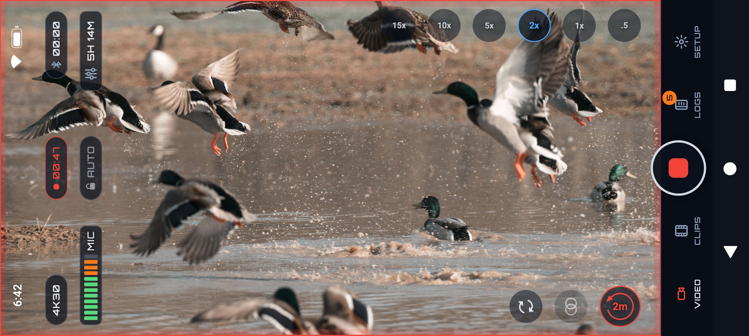 Mallards flushing off the water, filmed with the PREYR Hunting camera